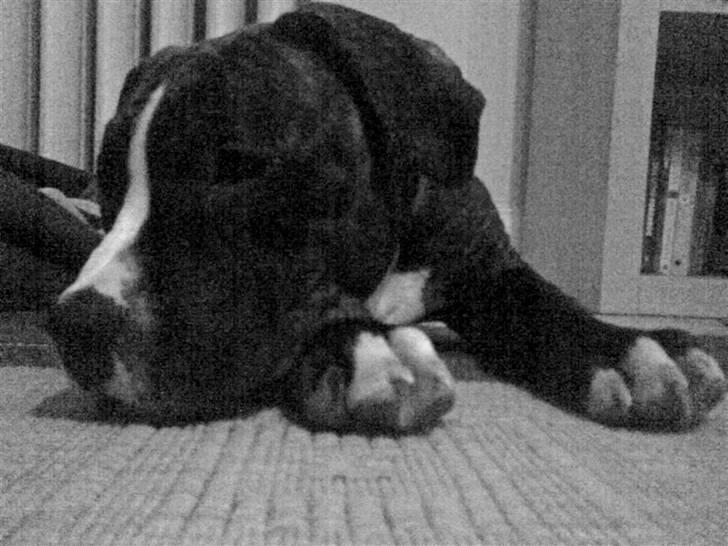 Amerikansk staffordshire terrier $ Hector $ billede 18