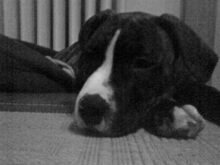 Amerikansk staffordshire terrier $ Hector $ billede 19