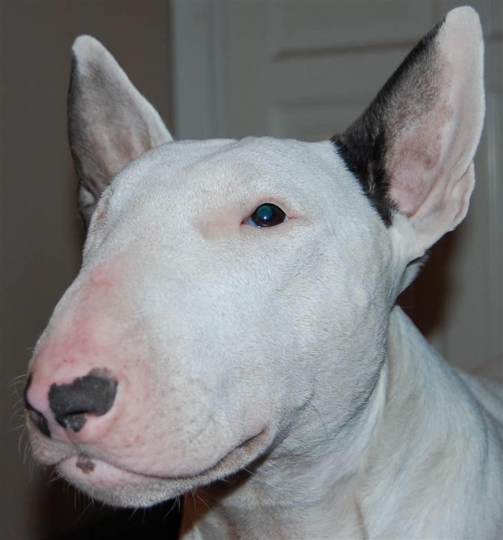 Bullterrier DKCH Joey 5/10-2007 30/9-2011 - Ja... Joey... Tossede hund billede 18