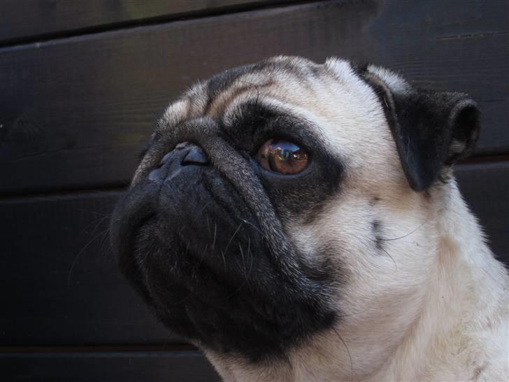 Mops Frodo!(: - Frodo.. billede 16