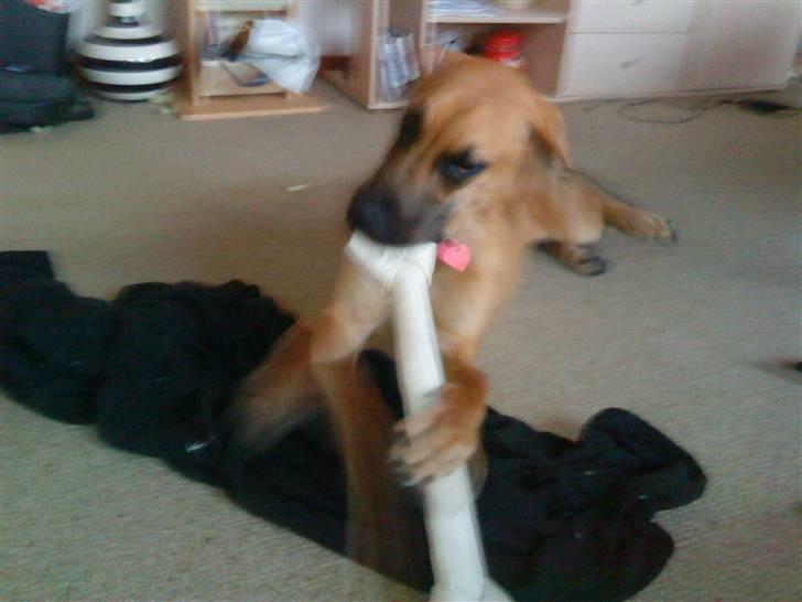 Grand danois Freja tøsen - Julegaven fra mor, (Kristinna)  billede 11