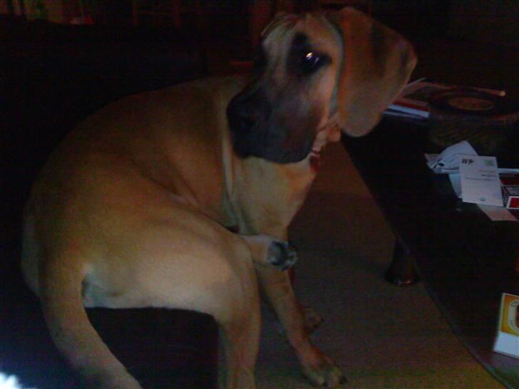 Grand danois Freja tøsen - Hygge på sofaen sammen med mor :) billede 12