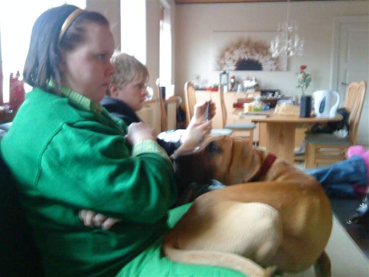 Grand danois Freja tøsen - Jeg elsker når vi har besøg, så kan jeg rigtig charme ;) billede 13