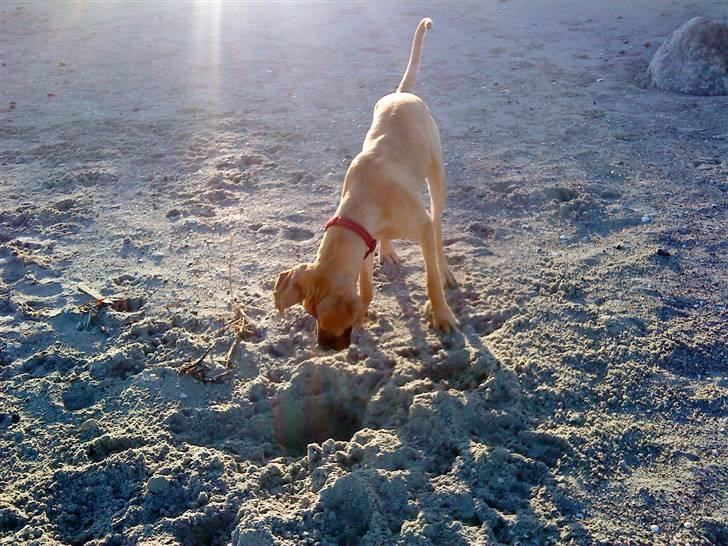 Grand danois Freja tøsen - En tur på stranden i det gode vejr, er altid godt :) billede 14
