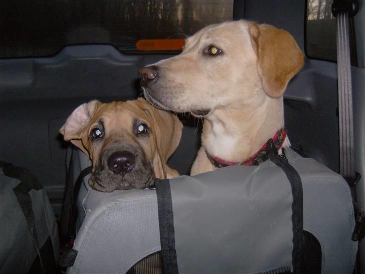 Labrador retriever Freja - Mig og lillesøster Fie billede 6