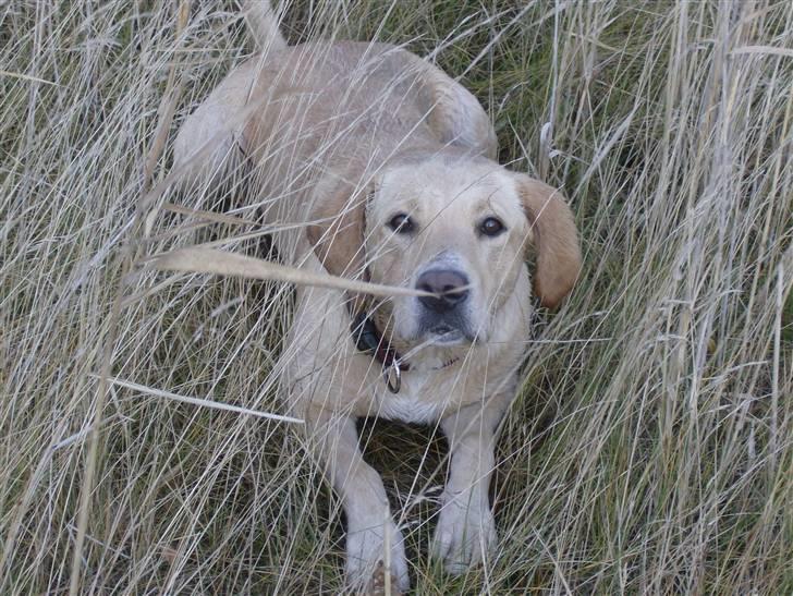 Labrador retriever Freja billede 7