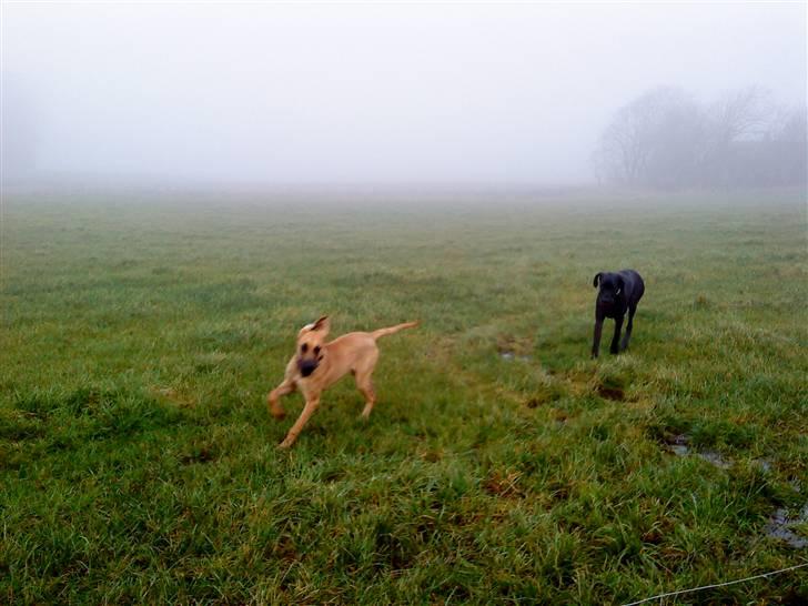 Grand danois Freja tøsen - Hygge med Thor, Diana og mor ;) billede 16