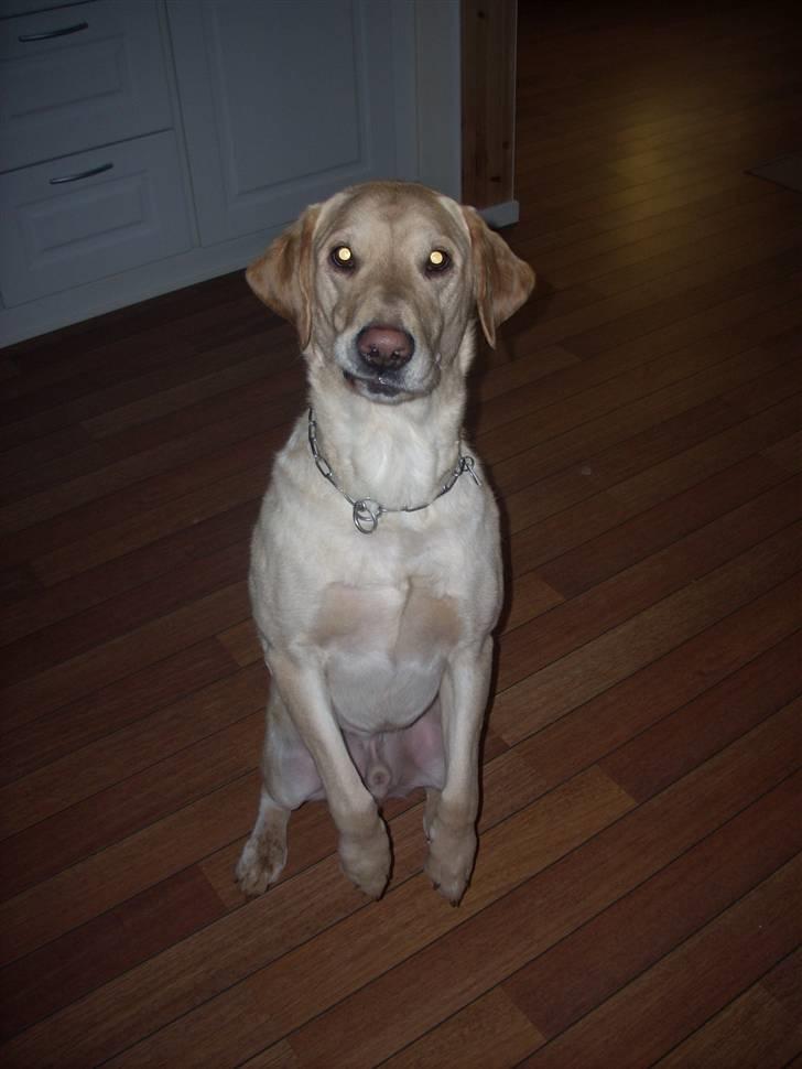 Labrador retriever Caesar - Velkommen til VidunderHunden´s profil , gi´ gerne en kommentar (: billede 1