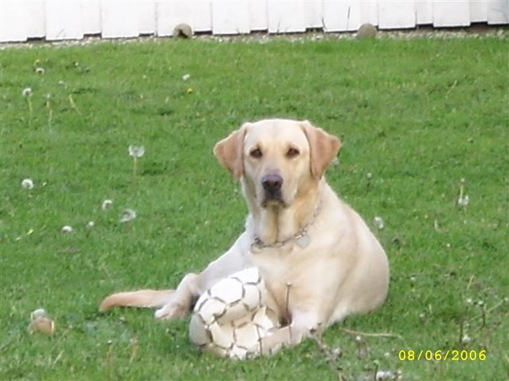 Labrador retriever Caesar - Caesar , ude i haven .. med sin dejlige bold , som kun er hans (: billede 2