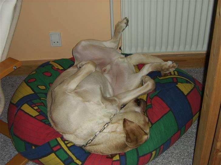 Labrador retriever Caesar - Ja´ sådan sover den dejlige hund om natten (: billede 3