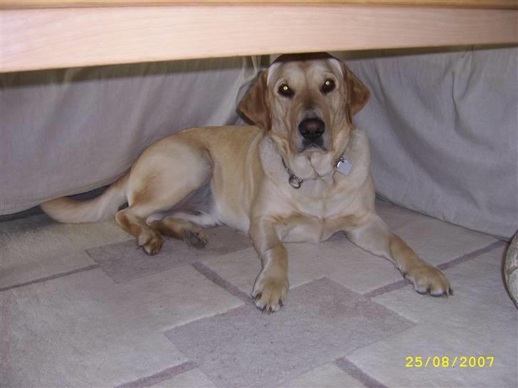 Labrador retriever Caesar - Den dejlige hund , med sin bold, uder stueboret (: billede 4