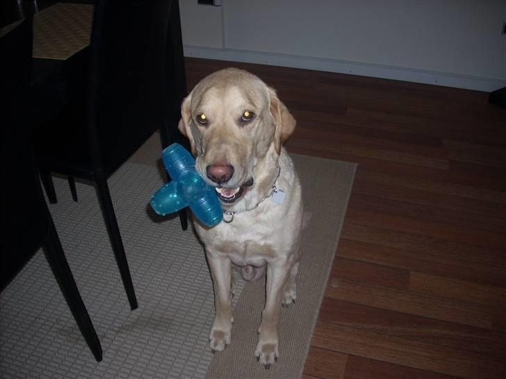 Labrador retriever Caesar - Han Elsker sin lehetøj (: billede 5