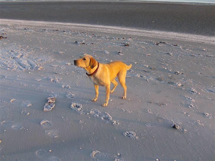 Labrador retriever Freja billede 8