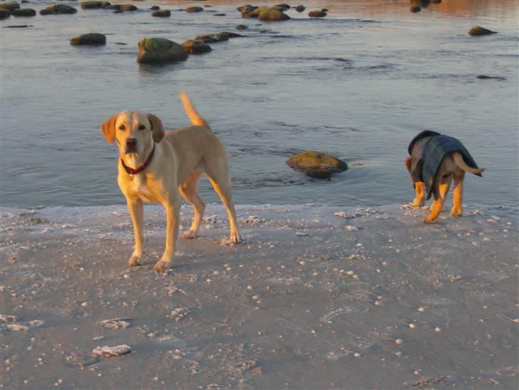 Labrador retriever Freja billede 9