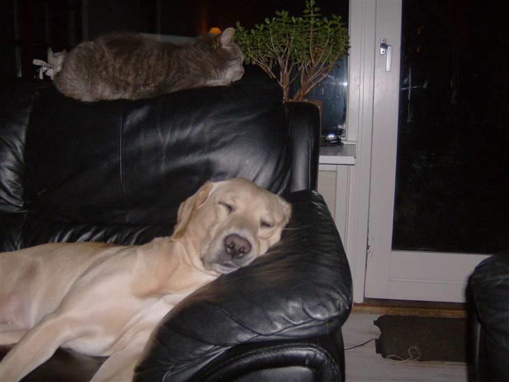 Labrador retriever Freja billede 10