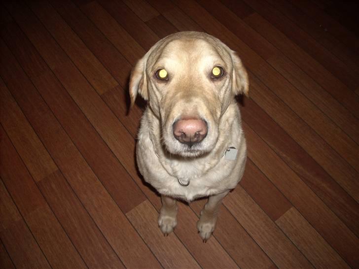 Labrador retriever Caesar - Nær billed er han ikk dejlig (: billede 6