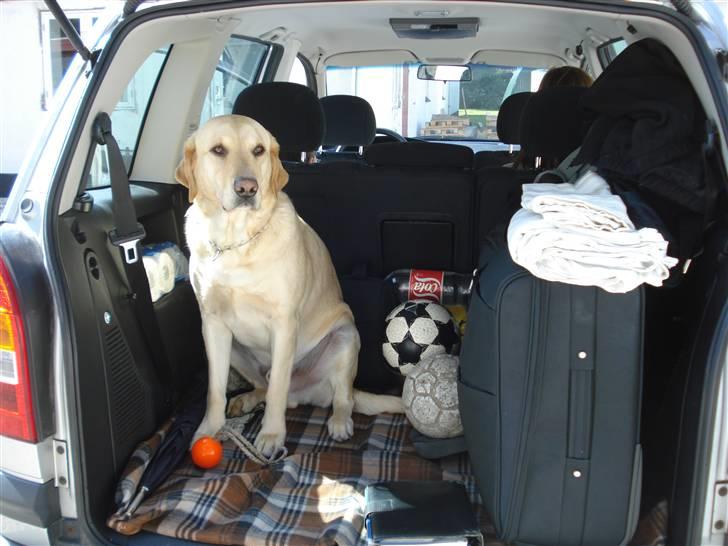 Labrador retriever Caesar - .. . Ja han ELSKER at kører i biil (: billede 7