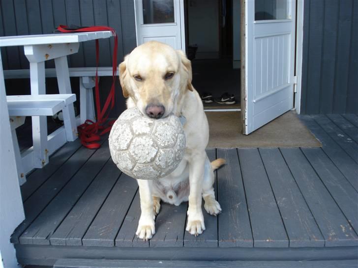 Labrador retriever Caesar - Ja, det er hans boldt , tror jeg ikk man er i tvivl om (: billede 8
