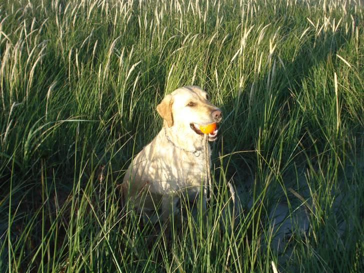 Labrador retriever Caesar - Caesar i dett edjlige græs (: billede 9