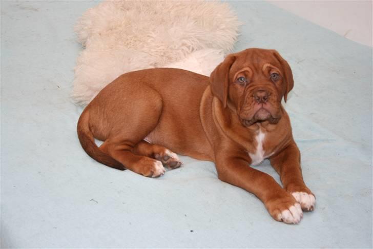 Dogue de bordeaux Zokana's Cazzzius - 11 UGER 16 KG billede 13