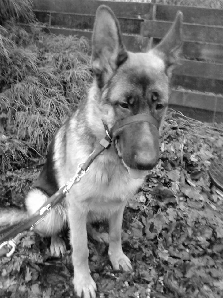 Schæferhund Bøgenakkegårdens Bobo * - velkommen til Bøgenakkegården´s Bobo .. billede 1