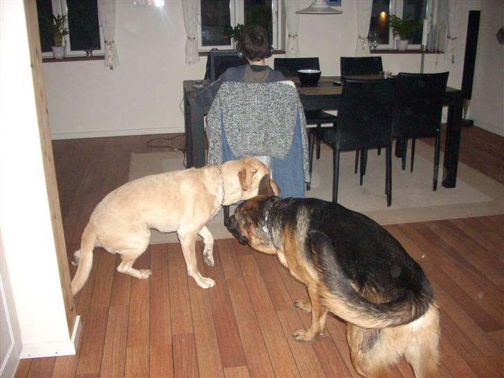 Schæferhund Bøgenakkegårdens Bobo * - Han leget lidt med Caesar (: billede 3