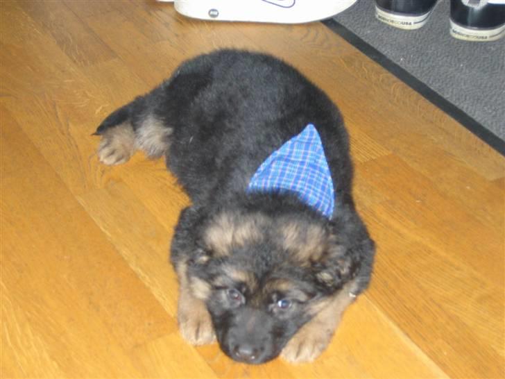 Schæferhund hassan billede 1