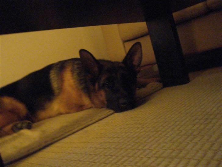 Schæferhund Bøgenakkegårdens Bobo * - Bobo under sofaboret (: ligger og slapper af ... billede 5