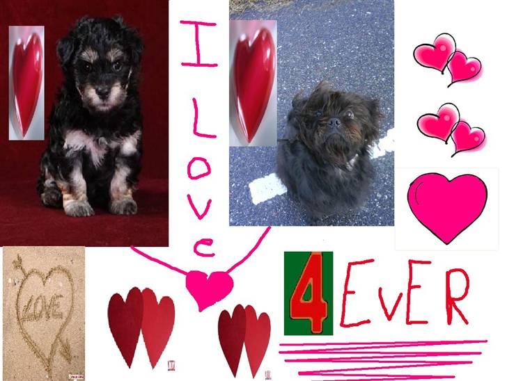 Bichon havanais Jivika¤bassen¤ - Billed der er lavet billede 17