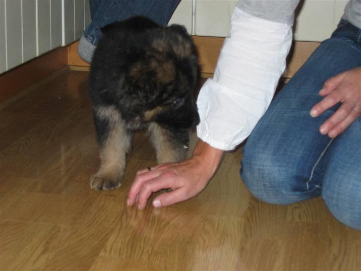 Schæferhund hassan billede 2