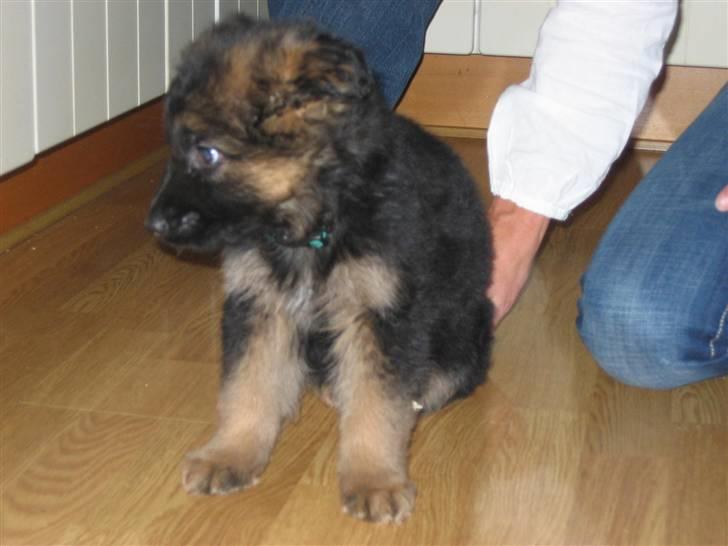 Schæferhund hassan billede 3