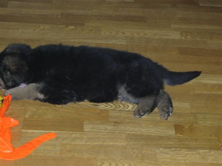 Schæferhund hassan billede 4