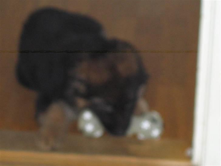 Schæferhund hassan billede 5