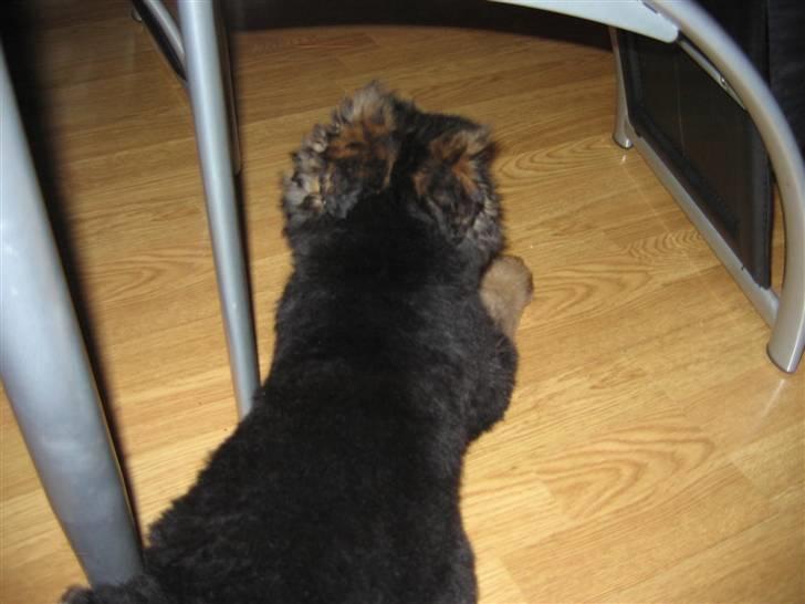 Schæferhund hassan billede 6