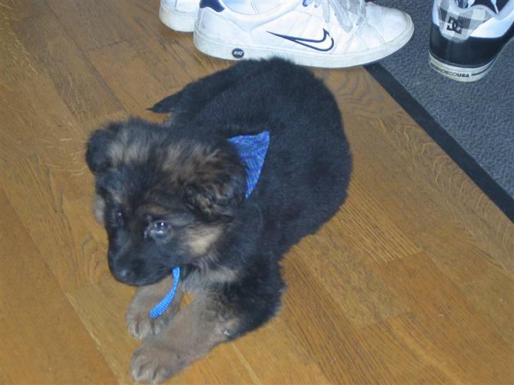 Schæferhund hassan - her er jeg 8 uger gammel  :) billede 7