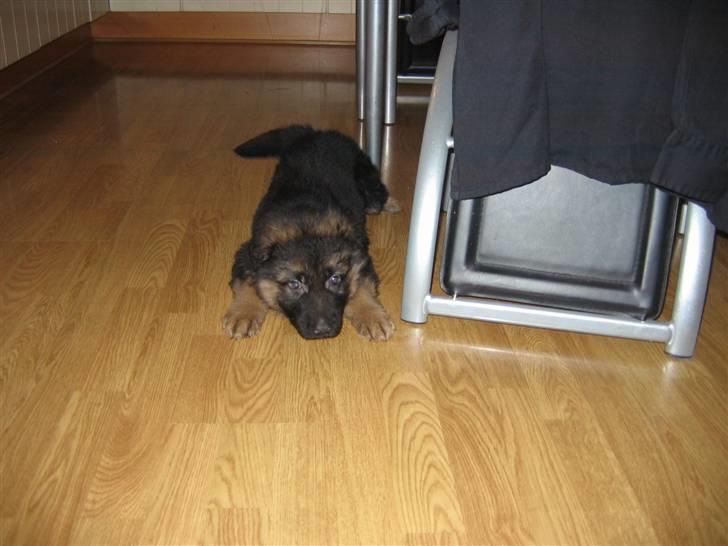 Schæferhund hassan - når jeg har været slem  giver jeg bare mor de søde øjne  så er hun solgt billede 8