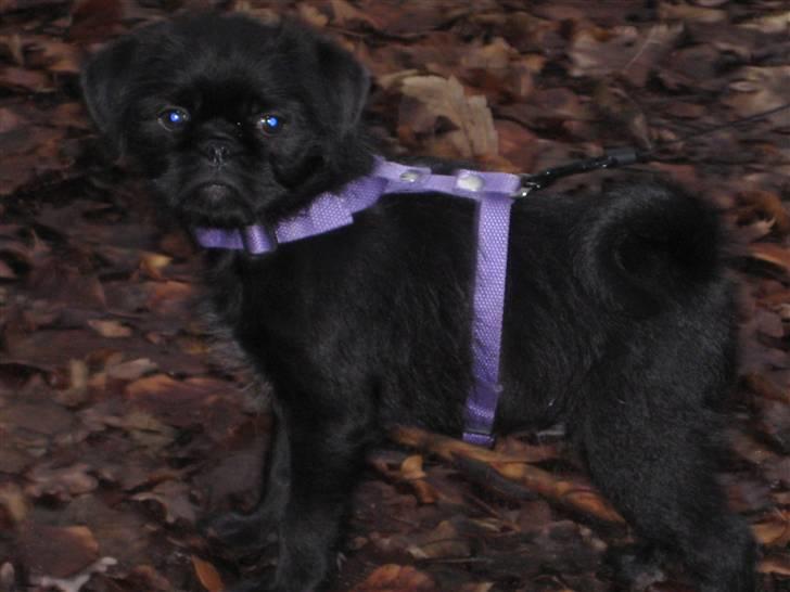 Blanding af racer Cocco billede 10