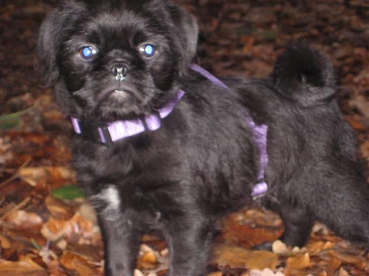 Blanding af racer Cocco billede 11