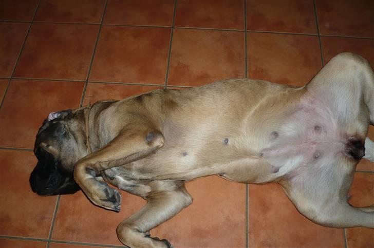 Mastiff Akeela - Akeela slapper af billede 8