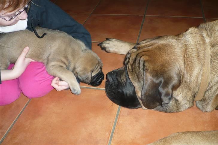 Mastiff Akeela - Akeela snakker med lille Caissa på 4 uger billede 9