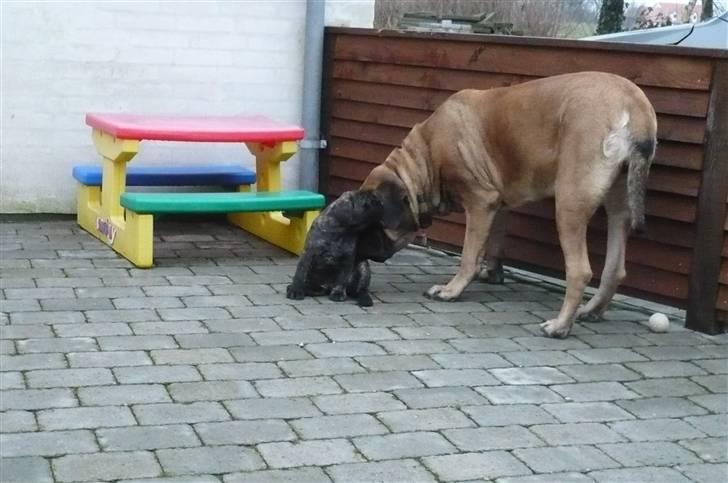Mastiff Akeela - Akeela sammen med lille Chili billede 10