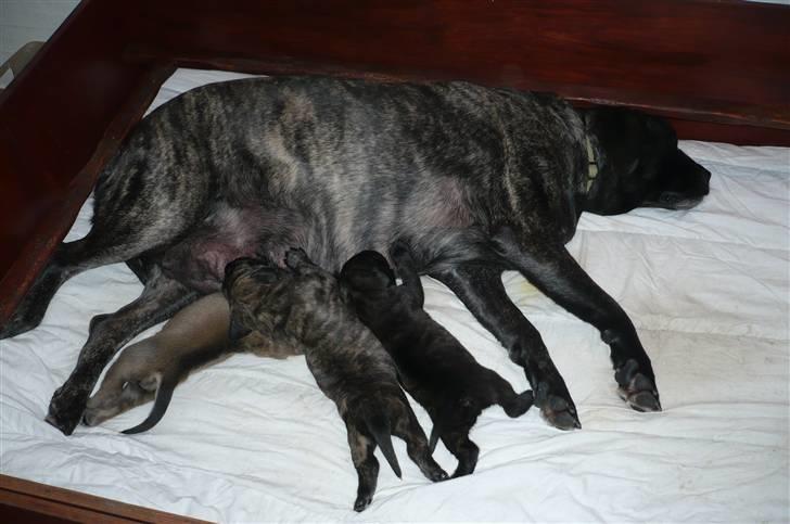Mastiff Kira - Kira med hvalpene 2 uger billede 10