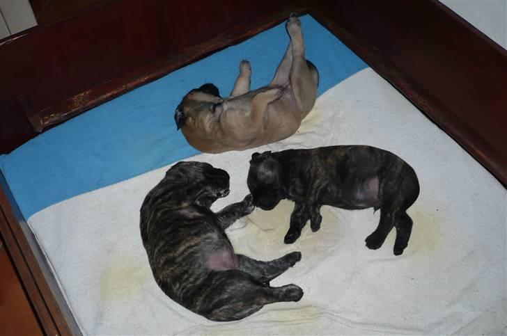 Mastiff Kira - Hvalpene 4 uger billede 11