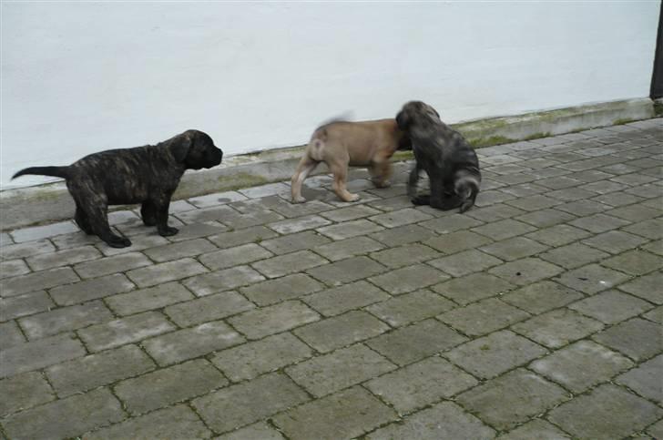 Mastiff Kira - Hvalpene 5 uger billede 12