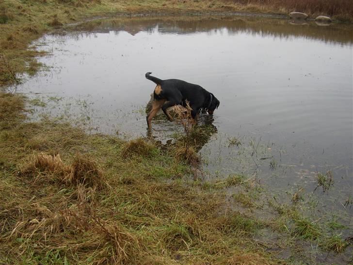 Rottweiler Liva billede 12