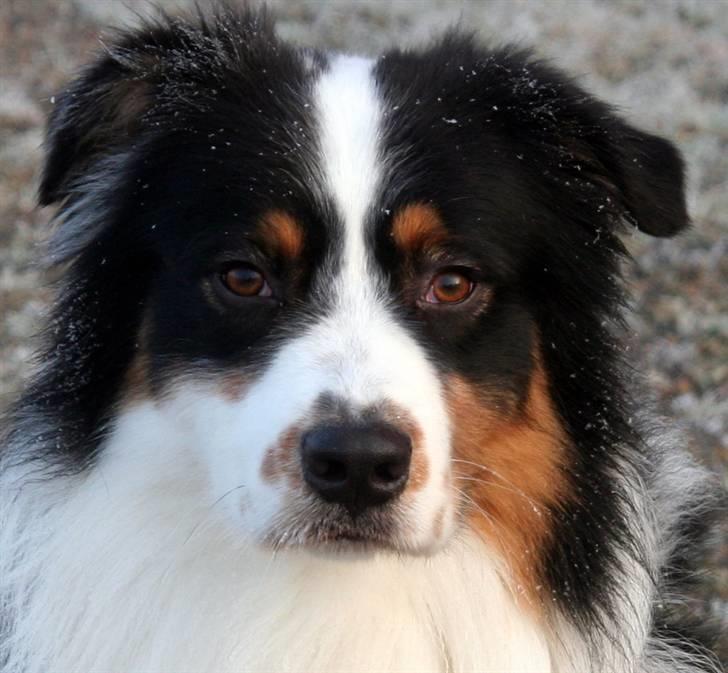 Australian shepherd "Murphy" billede 1