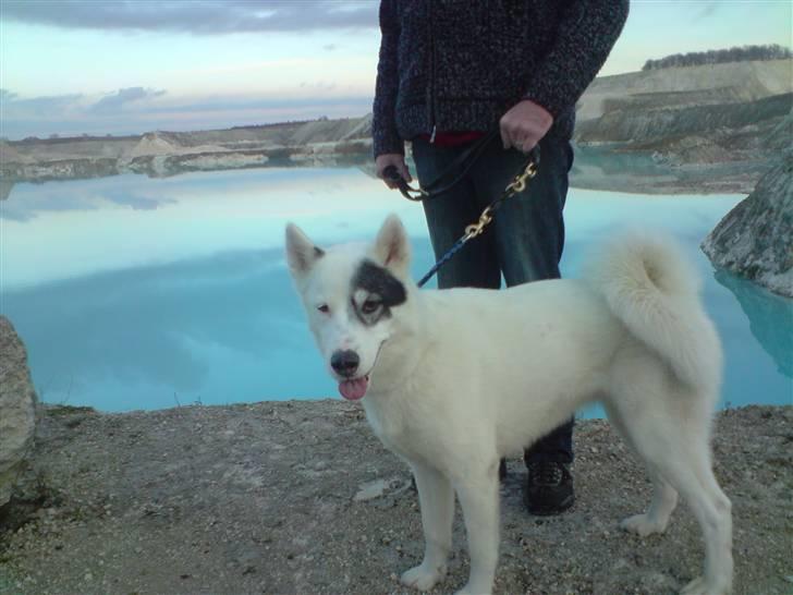 Grønlandshund Ronja - Ronja ved Fakse kalkbrud. billede 2