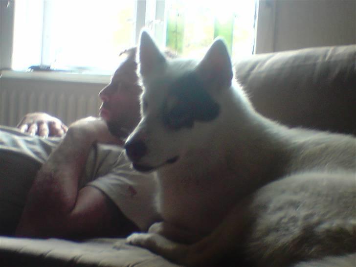 Grønlandshund Ronja - Ronja når hun hygger. billede 3