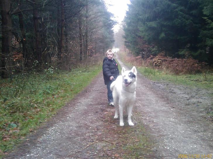 Grønlandshund Ronja - Ronja i skoven med Jonas. billede 4
