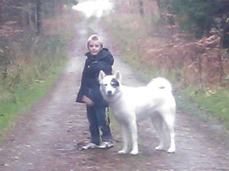 Grønlandshund Ronja billede 5